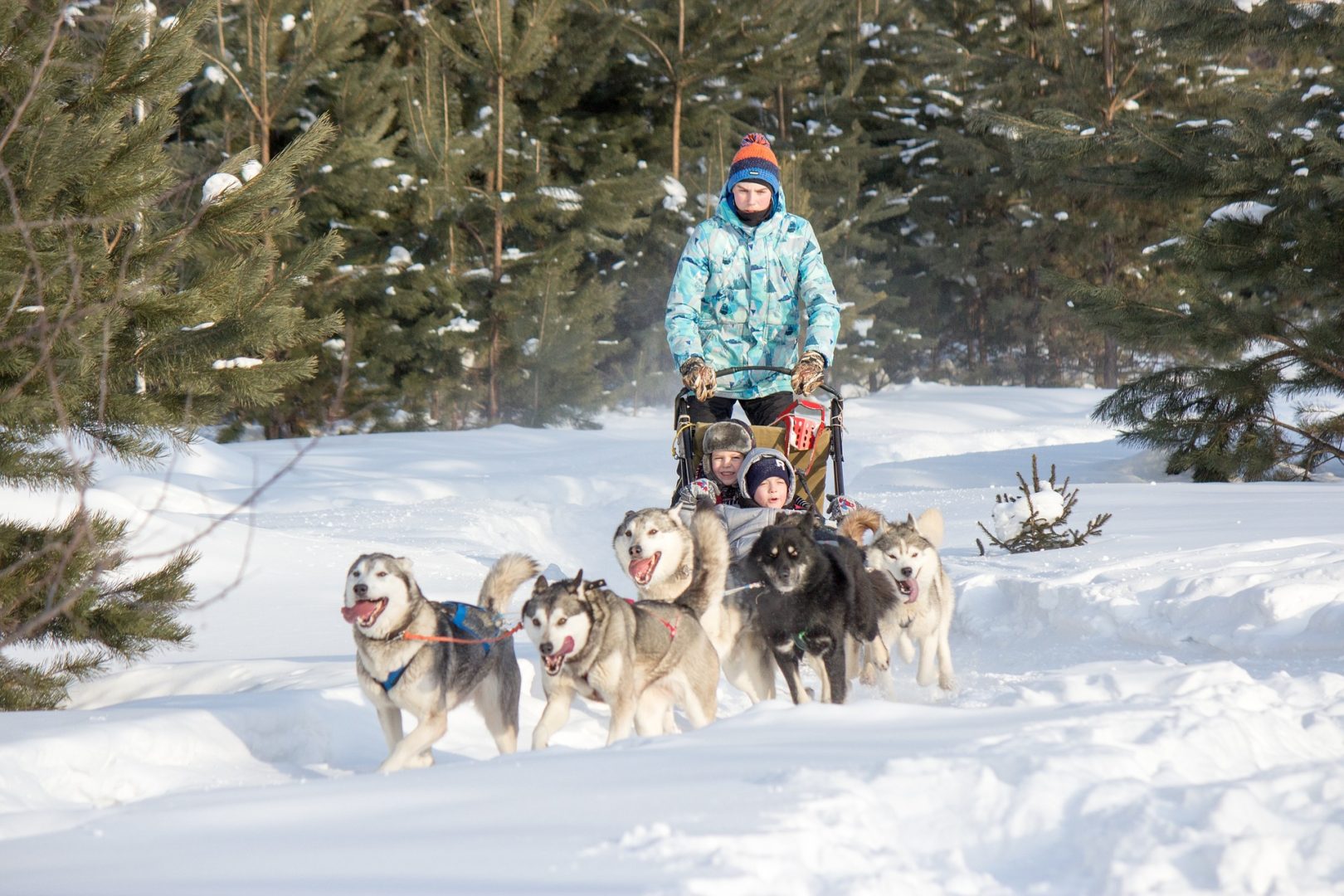 Activités d'hiver - Sortie en chiens de traineaux