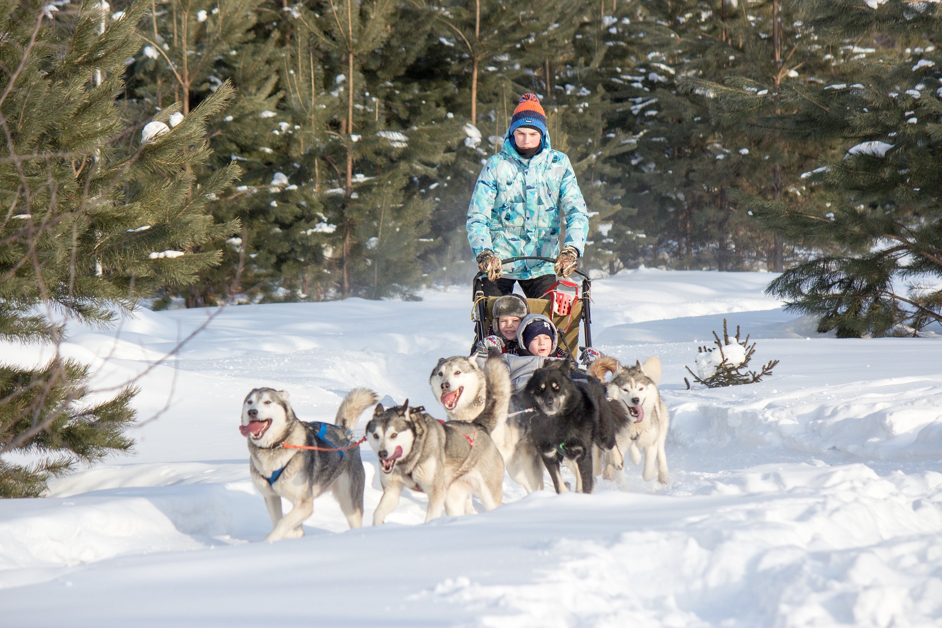 Balade en chiens de traineaux