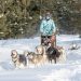 Balade en chiens de traineaux